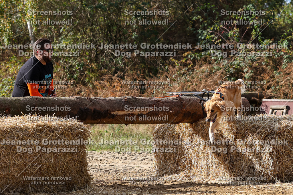 Dog Paparazzi - Strongdog 10-25-5157 | Dog Paparazzi Jeanette Grottendiek Fotografie & Videografie - Realisiert mit Pictrs.com