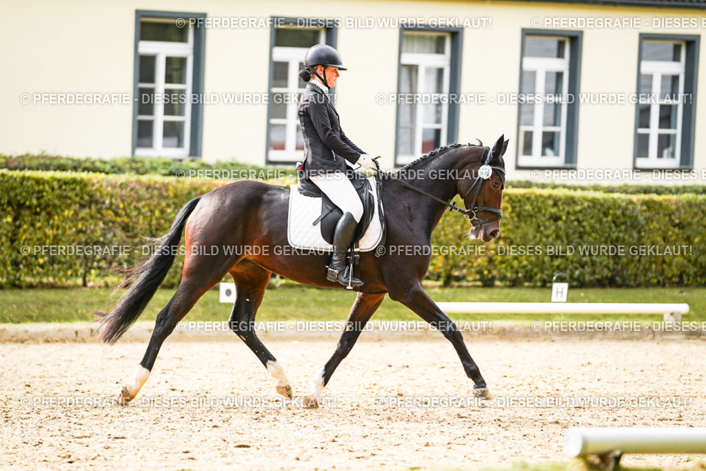 DSC00991 | Pferdegrafie