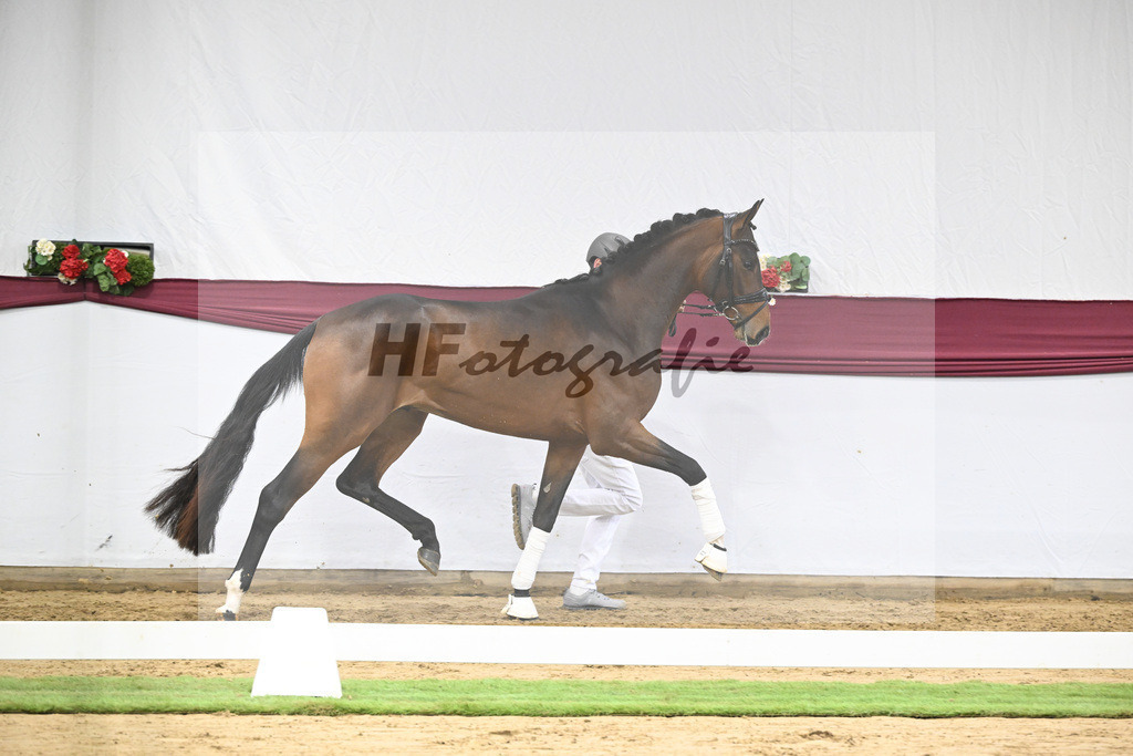 Kat-Nr. 125 Dynamic Dream x Benicio_Horst Schepper_47253718 | hf-fotografie - Realisiert mit Pictrs.com