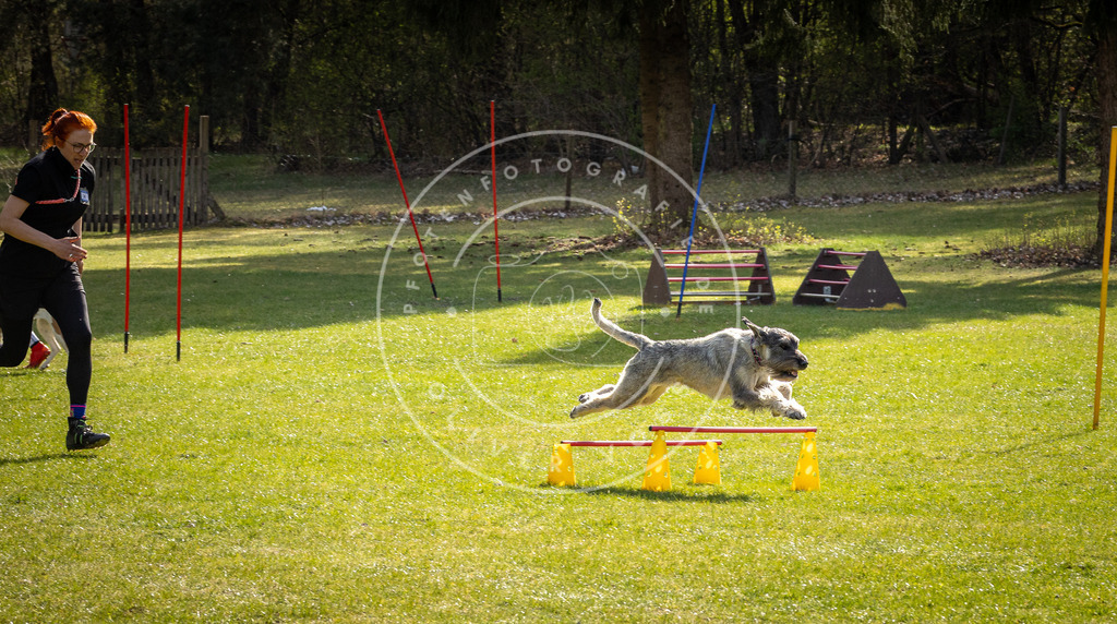 Pfotenfotografie_DV3A3304 | Hundefotografie, Tierfotograf, Pfotenfotografie, Fotoshooting Hund, Hunde Portrait, Hundesport, Hundeportraits, Heideshooting, Hunde, Sportfotograf, Hundefotograf, Turnierhundsport, THS,  - Realisiert mit Pictrs.com
