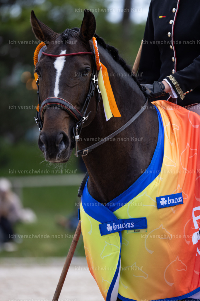 PI26_SEhrungGesamt_StoibphotographyC2_C3850.jpg | working equitationturnier fotograf videograf stoibphotography marixx film working equitation deutschland reitsport turnierfotografie eventfotografie equestrian events