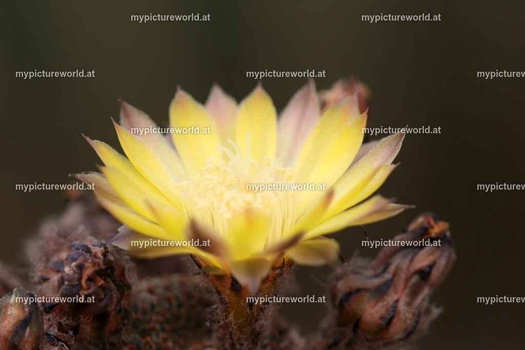 Lobivia famatimensis-001 | Das Bilderarchiv über Tiere, Planzen und Landschaften. In der Bilddatenbank finden Sie ein große Auswahl an hochwertigen Bilder für Ihre Werbung - Realisiert mit Pictrs.com