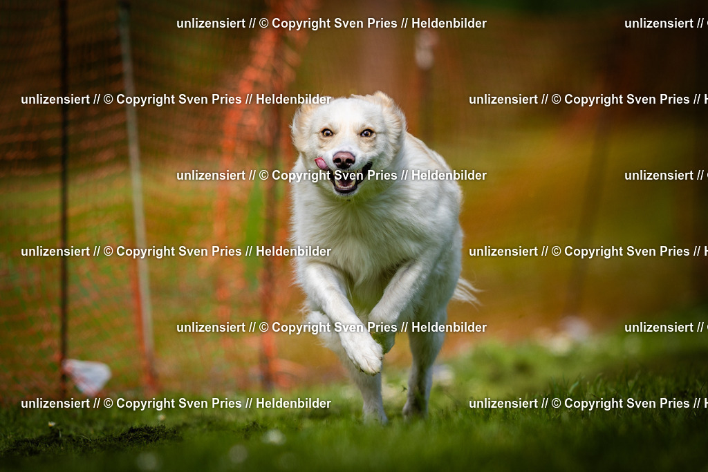 Sven Pries | 2025-04-13 - Hunderennen Baden-Baden - Realisiert mit Pictrs.com