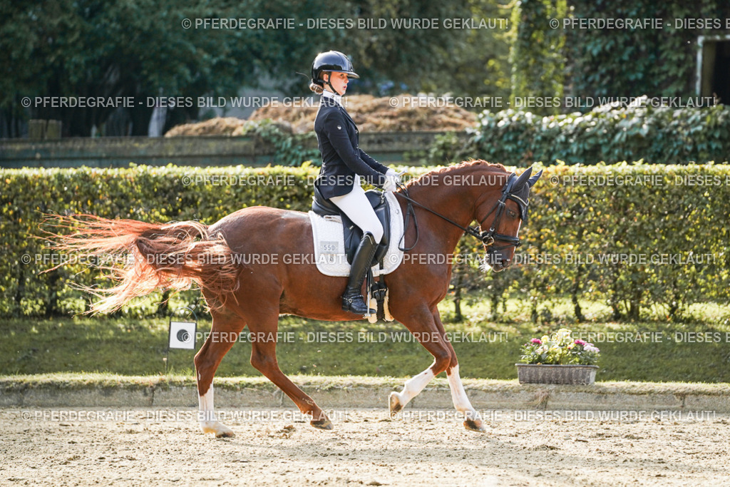 DSC04605 | Pferdegrafie