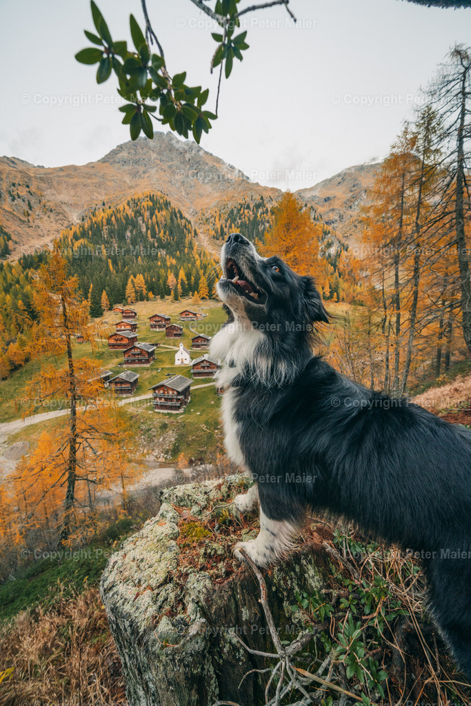 Oberstalleralm_Herbst_2023-749 | piet_flosse
