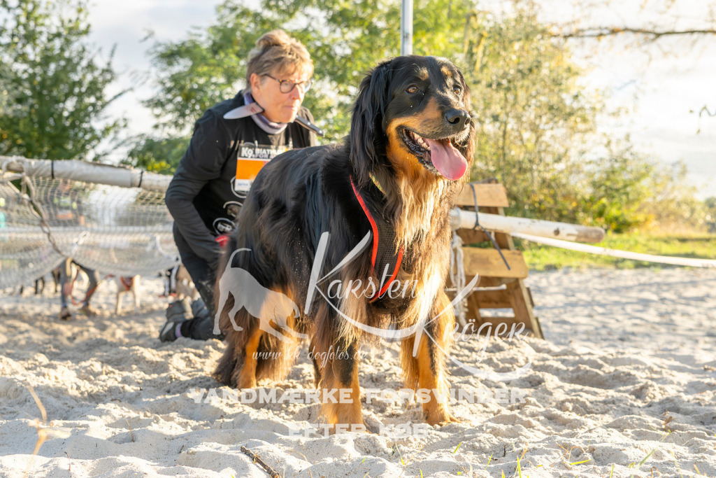 1646_ZZ99242 | kk-dogfotos