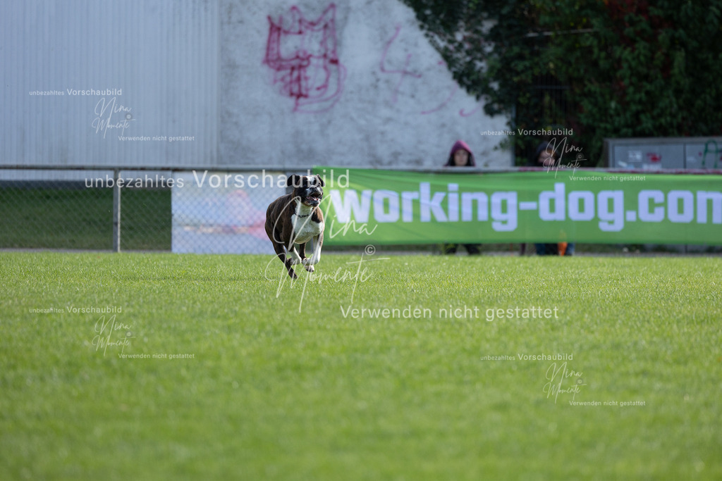 _16A6468 | Einzigartige Fotos von Hunden & Menschen –Actionfotos, Portraits, Vereinsaufnahmen & Paarshootings – authentisch, lebendig & mit Herz.