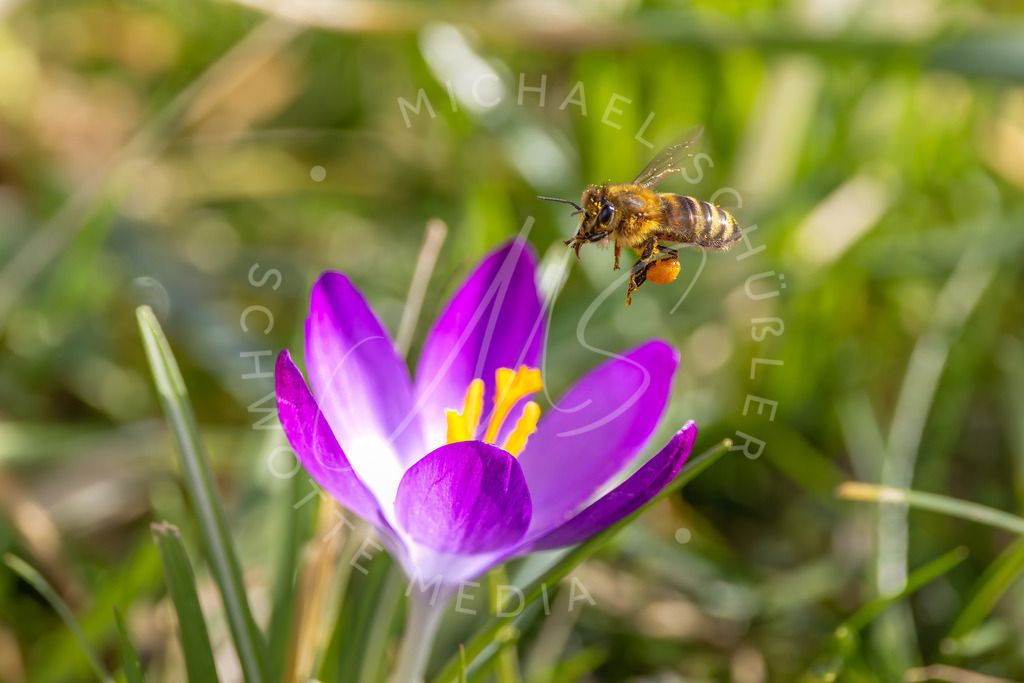 2025-02-21 Hemmingen Krokus u Biene 008-001t | Schwotte Media - Realisiert mit Pictrs.com