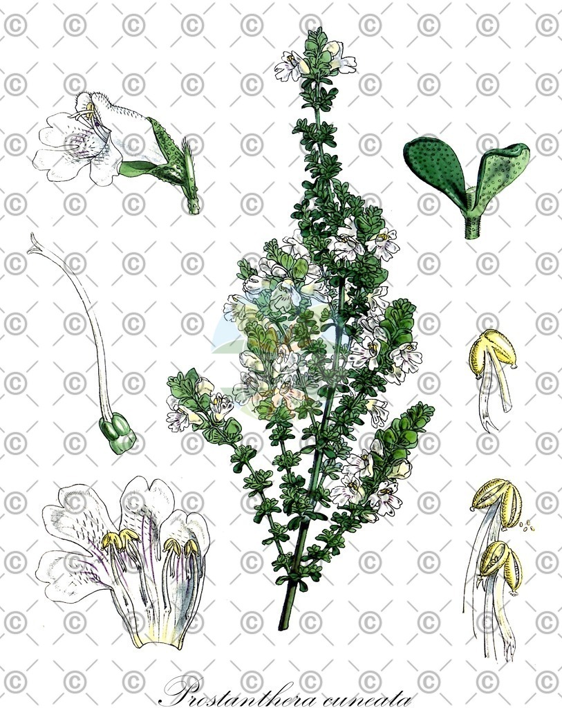 HistAbb_wfo-0000283630_1_ENZY_Simple | Historische Abbildung von Prostanthera cuneata - Lamiaceae | Historical Illustration of Prostanthera cuneata - Lamiaceae