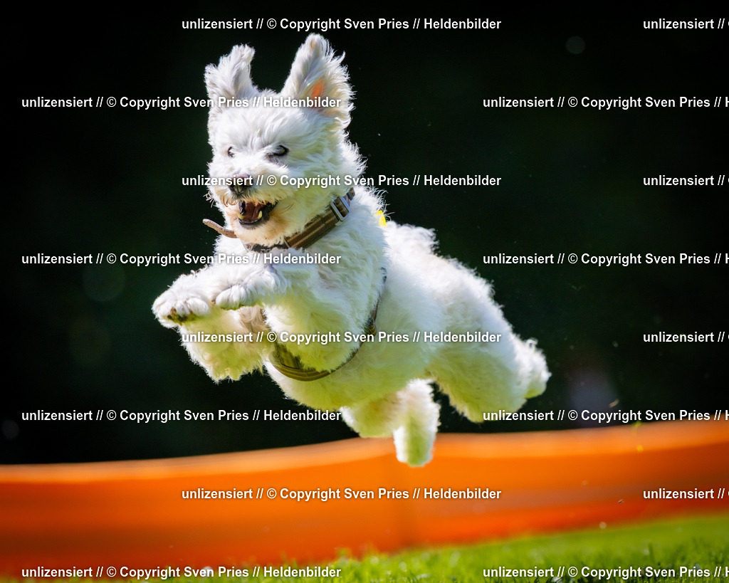 Sven Pries | 2025-08-10 - Hunderennen Durlach - Realisiert mit Pictrs.com