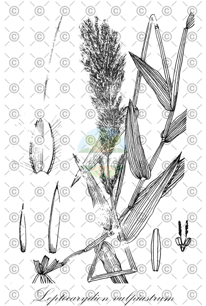 HistAbb_wfo-0001035946_1_ENZY_Simple | Historische Abbildung von Leptocarydion vulpiastrum - Poaceae | Historical Illustration of Leptocarydion vulpiastrum - Poaceae