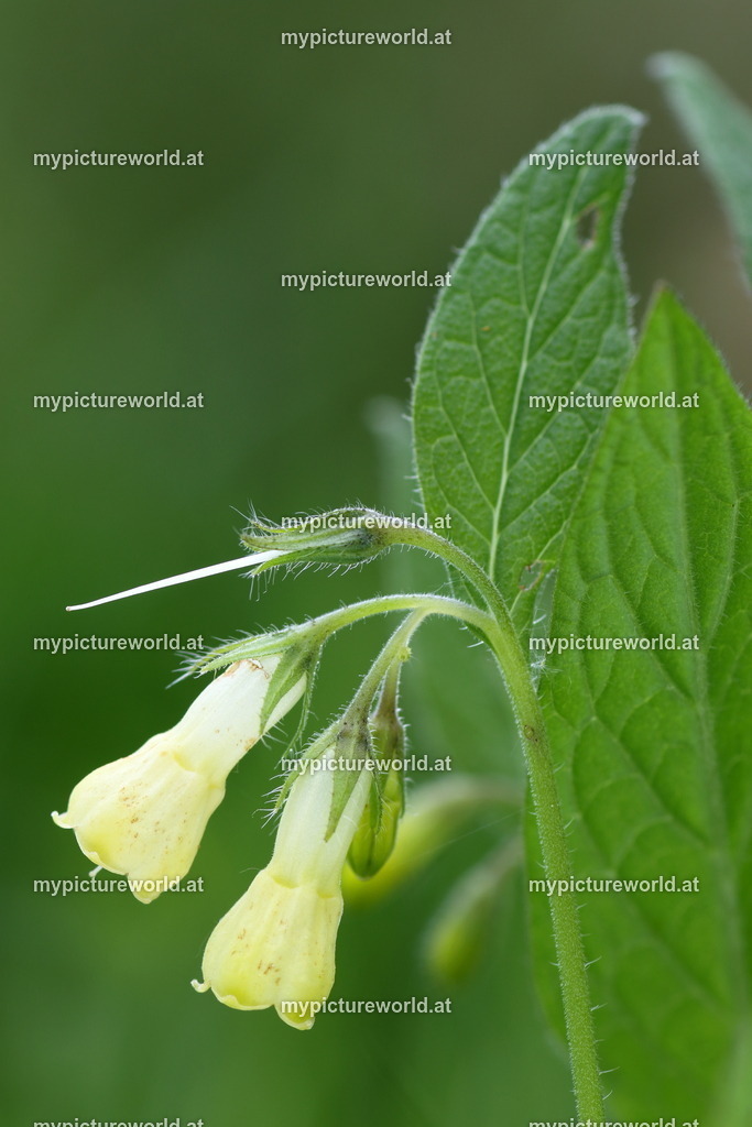 Knollen-Beinwell-002 | Das Bilderarchiv über Tiere, Planzen und Landschaften. In der Bilddatenbank finden Sie ein große Auswahl an hochwertigen Bilder für Ihre Werbung - Realisiert mit Pictrs.com