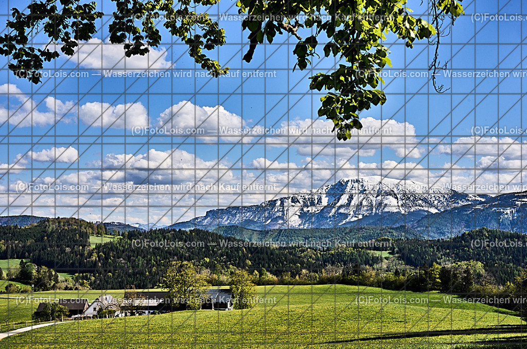 ALP4635_Ortbauer-Kraxenberg_weisser Oetscher | (C)FotoLois.com, Alois Spandl. Weißer ÖTSCHER im Frühling beim Ortbauer am Kraxenberg, Sa 27. April 2024.