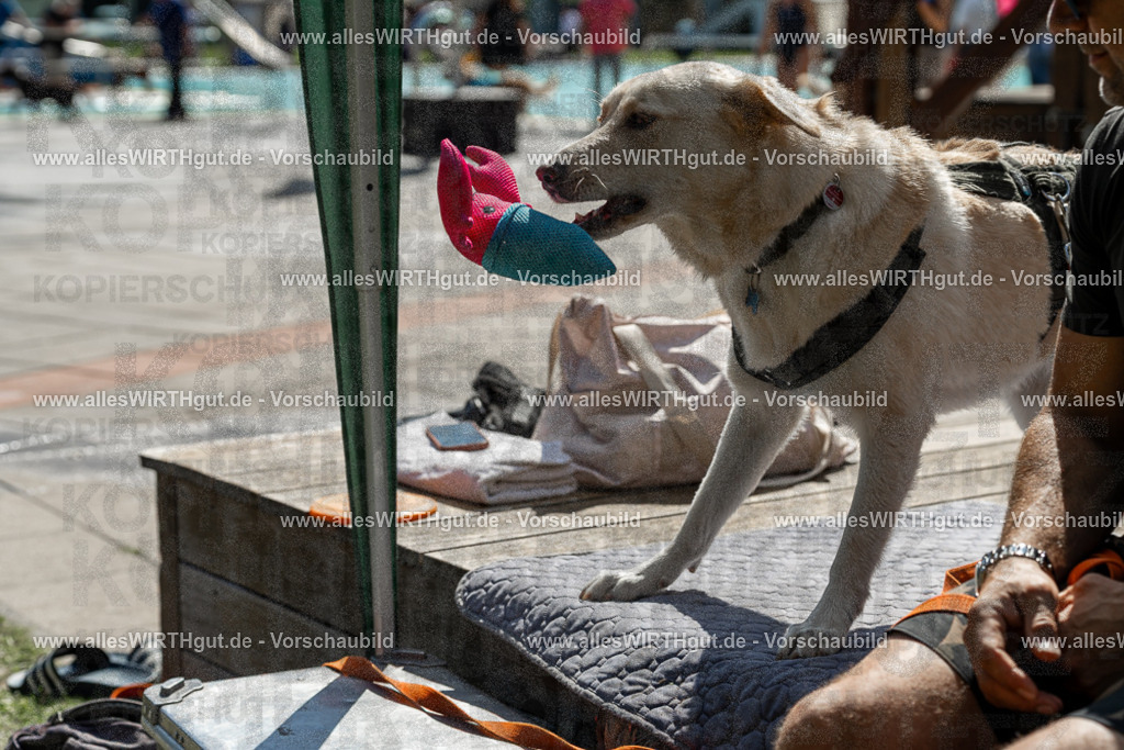 Hundeschwimmen_Volksbad_2026-allesWIRTHgut_Tierfotografie-2609061335-7R500845 | Professionelle Tierfotografie in Mönchengladbach von Daniel Wirth (allesWIRTHgut). Liebevolle & natürliche Bilder von Hunden & Katzen für unvergessliche Erinnerungen.