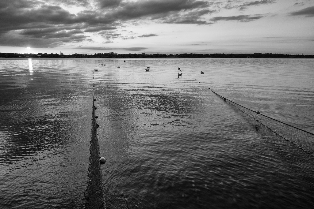 fischer-2020-121 | Ein ausgelegtes Wadennetz wie hier auf der Kleinen Breite der Schlei ist eine komplexe Konstruktion mit einer Länge von 150 Metern oder mehr pro Flügel plus Tauwerk. - Realisiert mit Pictrs.com