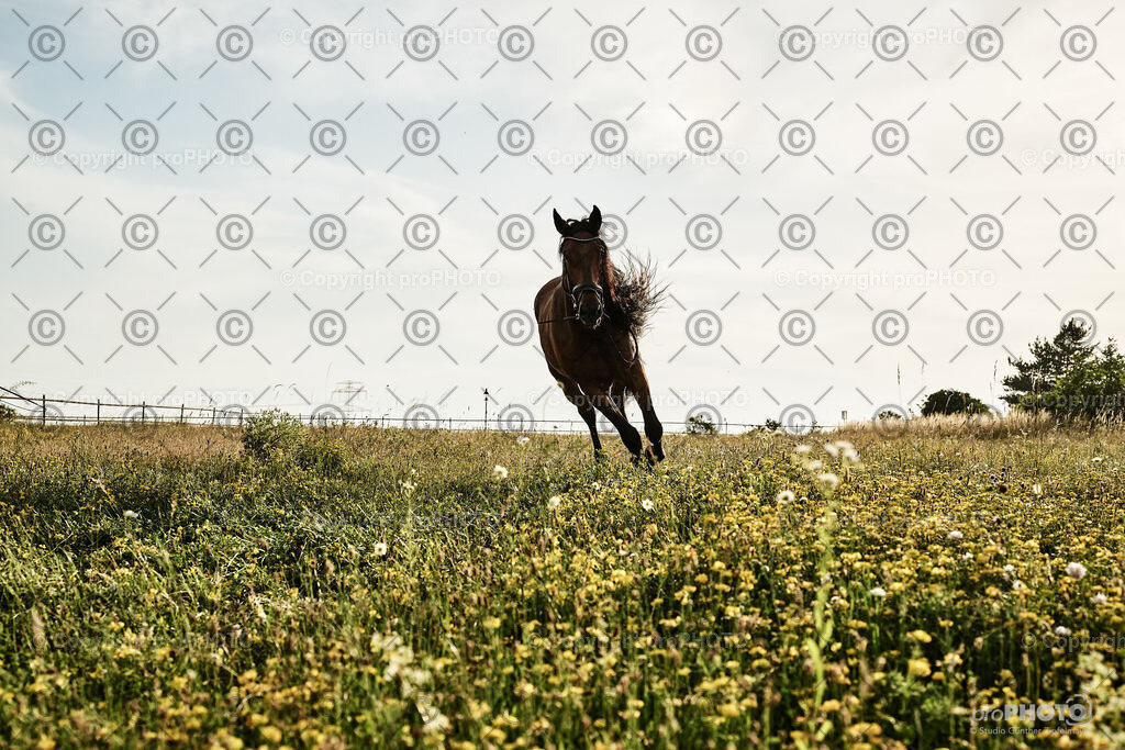 398_202406_Niki-Herodes_NZ9_0417 | proPHOTO - Realisiert mit Pictrs.com