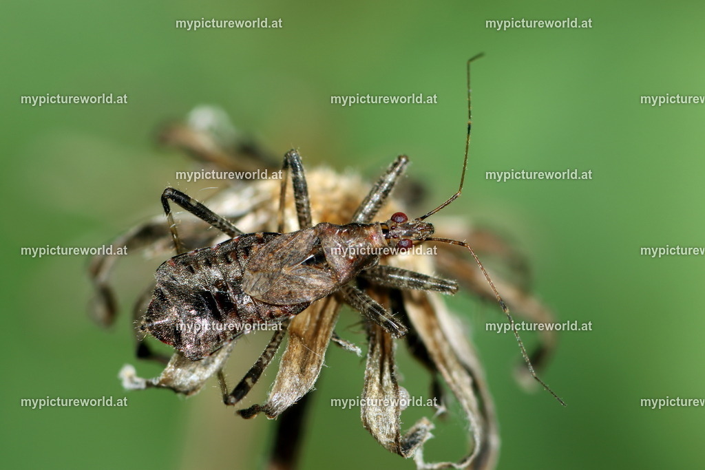 Himacerus mirmicoides-017 | Das Bilderarchiv über Tiere, Planzen und Landschaften. In der Bilddatenbank finden Sie ein große Auswahl an hochwertigen Bilder für Ihre Werbung - Realisiert mit Pictrs.com