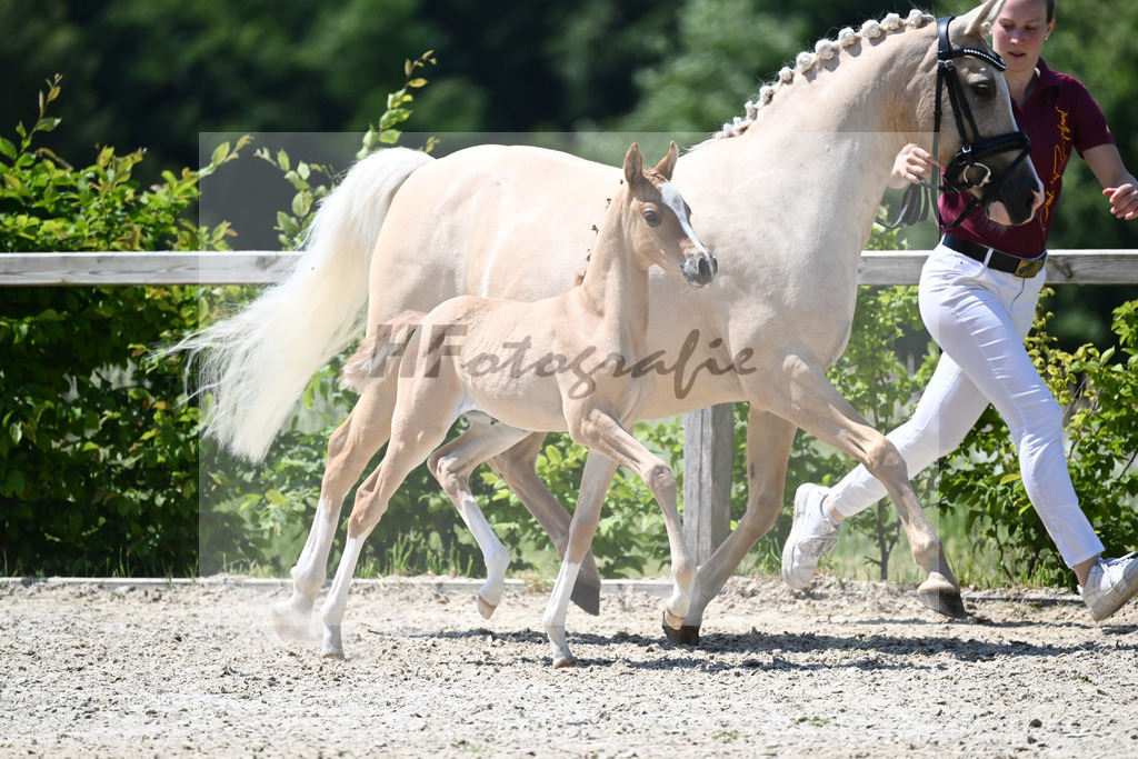 Kat-Nr. 15 SF Reitlands Diamonds Gold_Butolo_15230302 | hf-fotografie - Realizzato con Pictrs.com