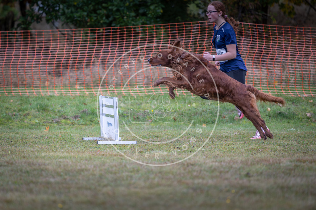 Pfotenfotografie_DV3A0447 | Hundefotografie, Tierfotograf, Pfotenfotografie, Fotoshooting Hund, Hunde Portrait, Hundesport, Hundeportraits, Heideshooting, Hunde, Sportfotograf, Hundefotograf, Turnierhundsport, THS,  - Realisiert mit Pictrs.com
