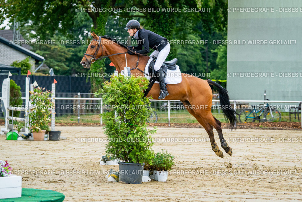 DSC02335 | Pferdegrafie