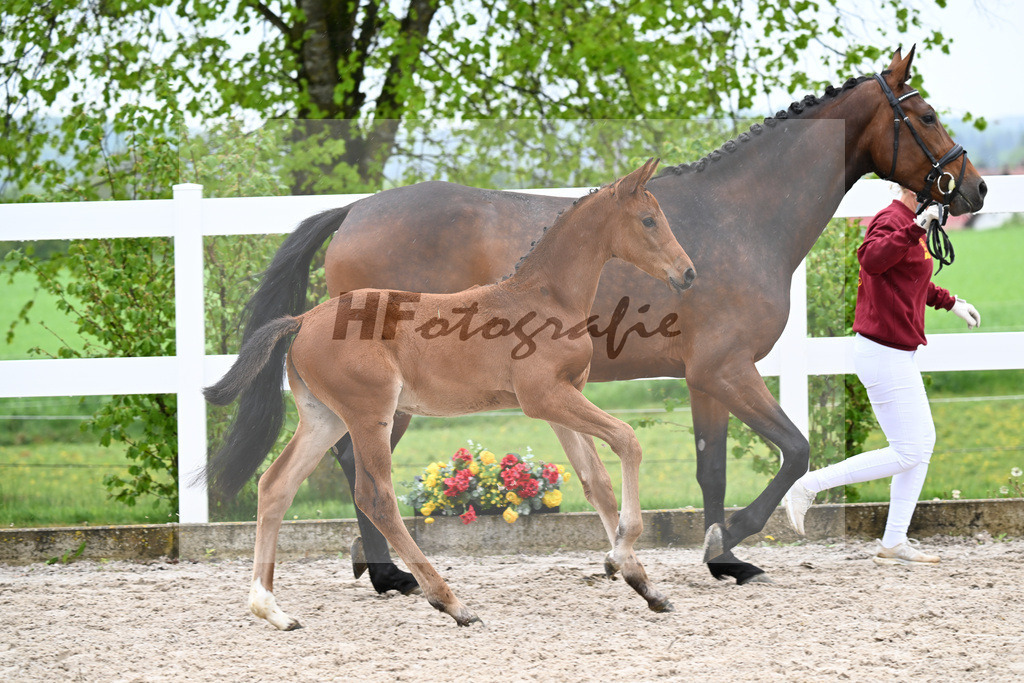 Kat-Nr. 41 SF Comanchero x Zinedream_Wanner_23261416 | hf-fotografie - Realisiert mit Pictrs.com