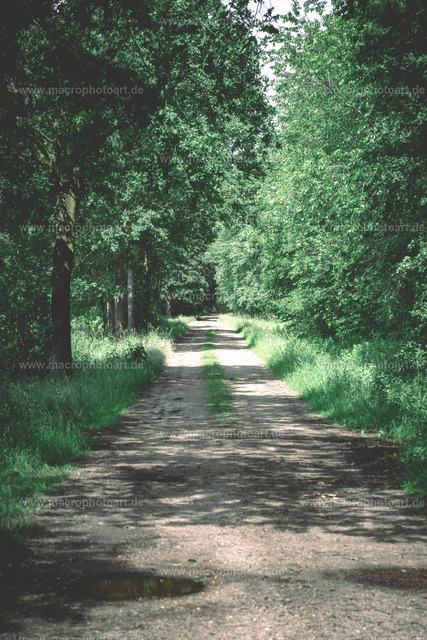 Schotterweg | Ein Schotterweg durch einen Wald - Realisiert mit Pictrs.com