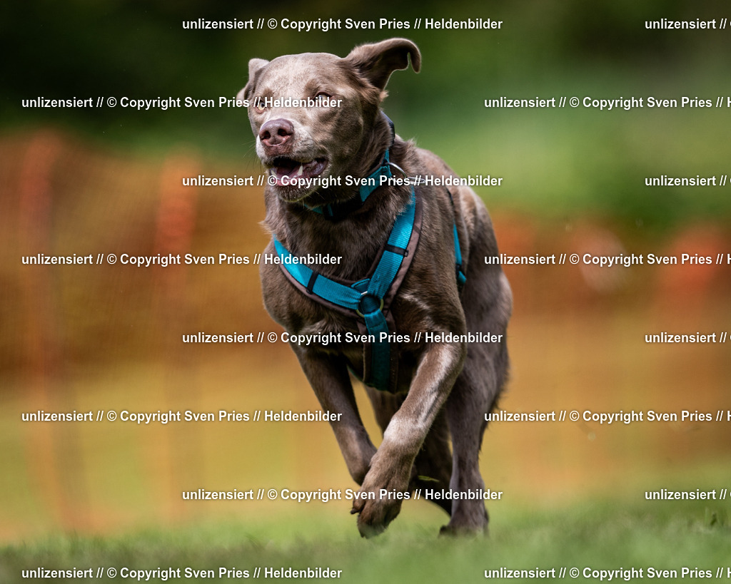 Sven Pries | 2024-04-21 - Hunderennen Baden-Oos
Foto: Sven Pries - Realisiert mit Pictrs.com