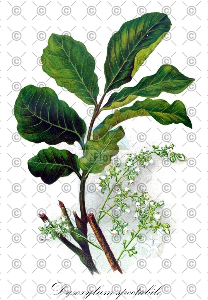 HistAbb_EMP_7721010_SRC_Schlechtendal_FLORAD_SIMPLE | Historische Abbildung von Dysoxylum spectabile - Meliaceae | Historical Illustration of Dysoxylum spectabile - Meliaceae
