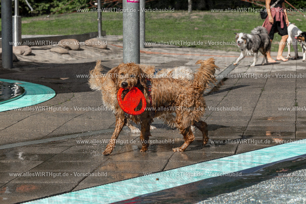 Hundeschwimmen_Volksbad_2026-allesWIRTHgut_Tierfotografie-2609061533-FAY07272 | Professionelle Tierfotografie in Mönchengladbach von Daniel Wirth (allesWIRTHgut). Liebevolle & natürliche Bilder von Hunden & Katzen für unvergessliche Erinnerungen.