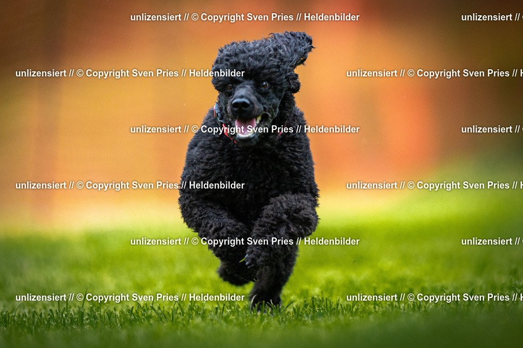 Sven Pries | 2025-09-21 - Hunderennen Baden-Oos - Realisiert mit Pictrs.com