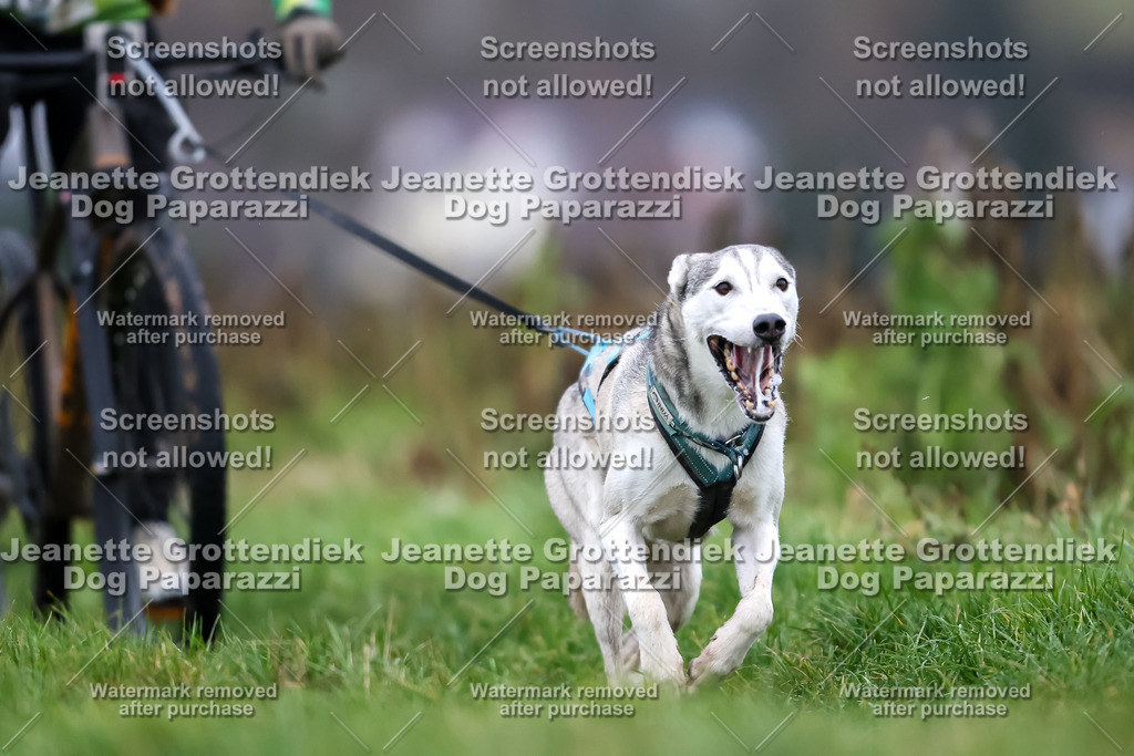 Dog Paparazzi - Herkules Race  2025-13 | Dog Paparazzi Jeanette Grottendiek Fotografie & Videografie - Realisiert mit Pictrs.com