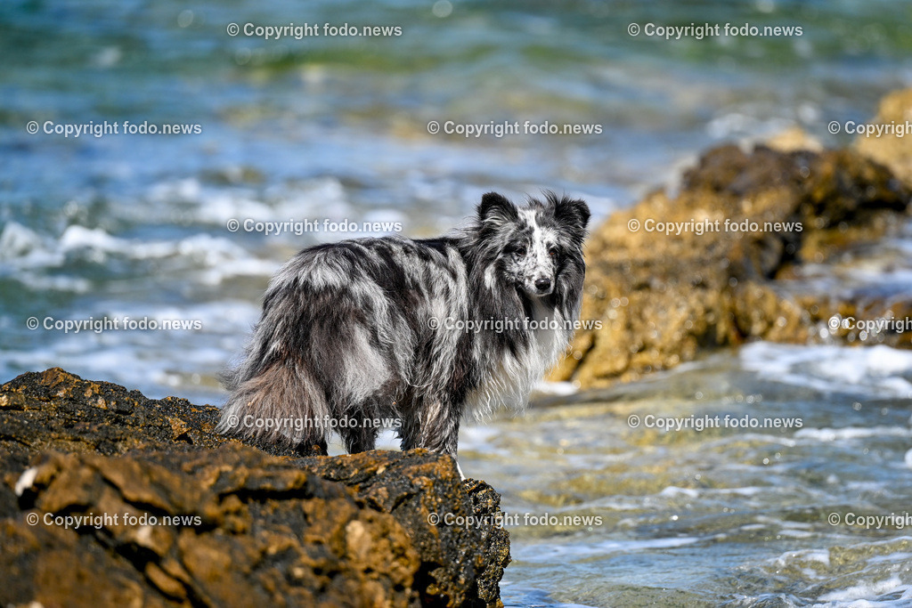 Kroatien_ Brac_ Insel in Dalmatien_ Milna_ 18.07.2025-33 | 18.07.2025, Kroatien, HRV, Brac, Insel in Dalmatien, Milna im Bild Themenbild, Hund, Hunde, Strand, Felsen, Urlaub, Urlaub mit Hund am Meer, Meer, Adria, Tourismus, Salzwasser, Feature, Symbolbild