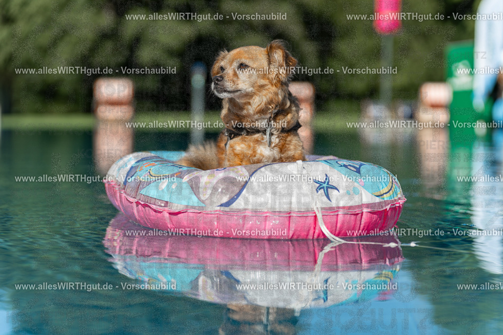 Hundeschwimmen_Volksbad_2026-allesWIRTHgut_Tierfotografie-2609061048-095807-7R509192 | Professionelle Tierfotografie in Mönchengladbach von Daniel Wirth (allesWIRTHgut). Liebevolle & natürliche Bilder von Hunden & Katzen für unvergessliche Erinnerungen.