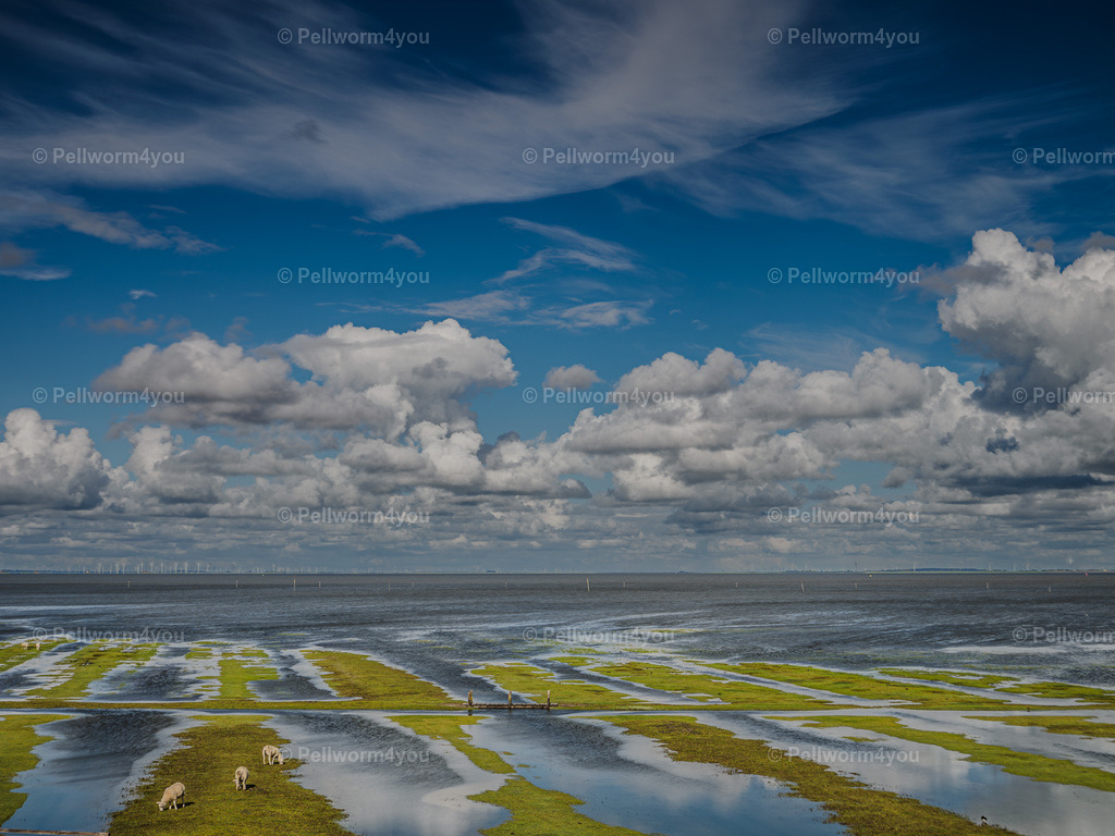 _6120223 | Pellwormer Bilder und Fotos als Poster, auf Leinwand mit Keilrahmen, hinter Acrylglas, auf Alu-Dibond oder Forex-Platte und vieles mehr. Zum verschenken, für die Ferienwohnung oder für zu Hause. - Realisiert mit Pictrs.com