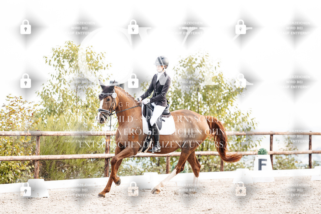 CK900565 | Turnierfotografie Pferdefotografie Trier Rheinland-Pfalz Pferdesport Reitsport Tierfotografie Sportfotografie Pferdevideo Pferdevideografie Equestrianvideography equestrianphotography  - Realisiert mit Pictrs.com