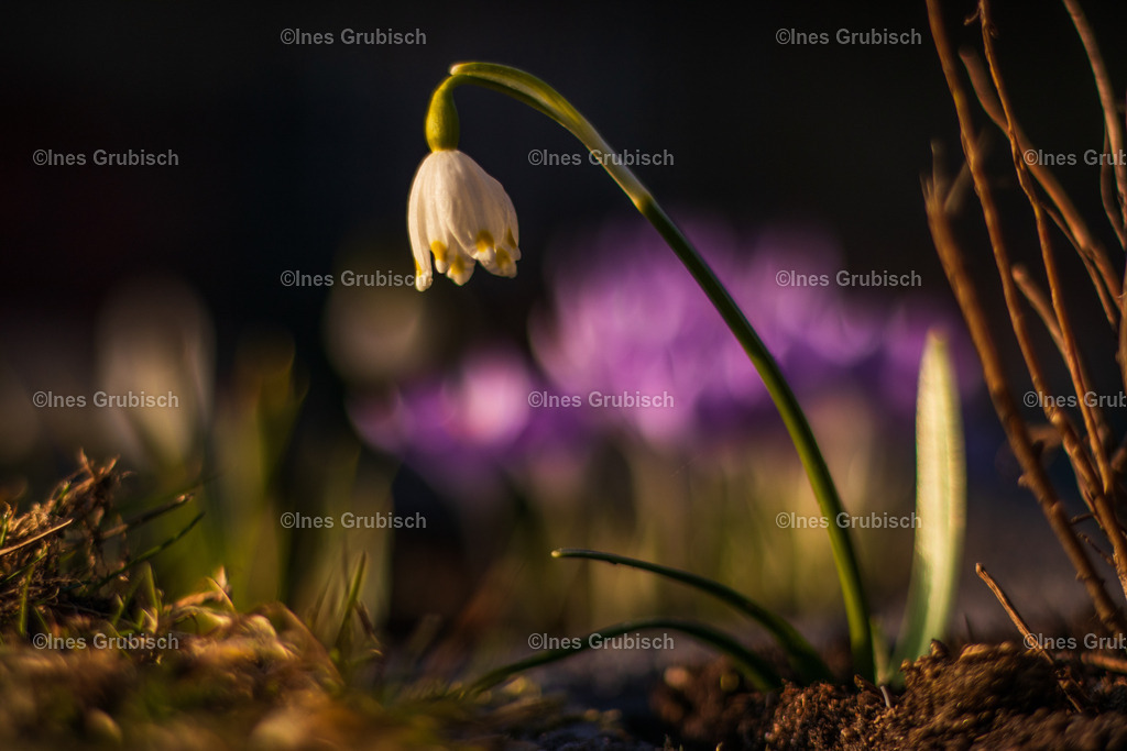 Märzenbecher mit Krokusbokeh | Lila Lubbenbomm - Artwork by Ines Grubisch - Realisiert mit Pictrs.com