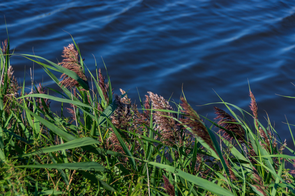 IMGP0371 | Nordseeinsel Mandö - Realisiert mit Pictrs.com