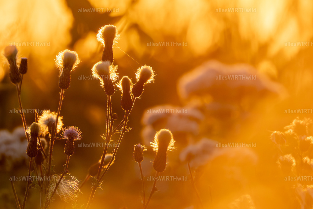 FAY00467 | Entdecke die faszinierende Welt der Natur- und Wildlife-Fotografie von Daniel und Bärbel. Inspirierende Bilder von wilden Tieren und kleinen Naturwundern.