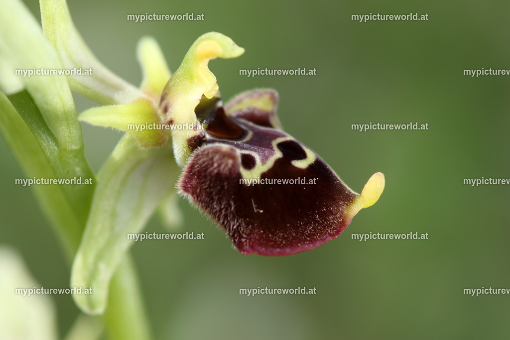 Istrische Ragwurz-032 | Das Bilderarchiv über Tiere, Planzen und Landschaften. In der Bilddatenbank finden Sie ein große Auswahl an hochwertigen Bilder für Ihre Werbung - Realisiert mit Pictrs.com