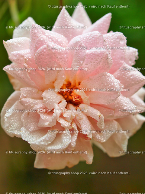 titusgraphy_P7193504-vz-ln | titusgraphy-shop: Geschenkideen mit Qualitätsfotos. titusgraphy-shop: gift ideas with quality photos. titusgraphy-shop: idées cadeaux avec photos de qualité.  - Realisiert mit Pictrs.com
