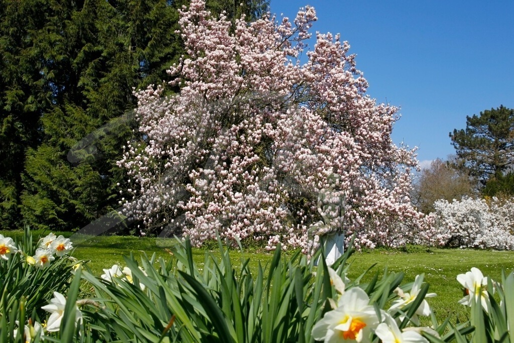 NatureArt-MAGNOLIEN_8370 | Weiße Narzissen im Vordergrund | #007 | Modell: Daniela | Foto: Tschiponnique Skupin - Realisiert mit Pictrs.com