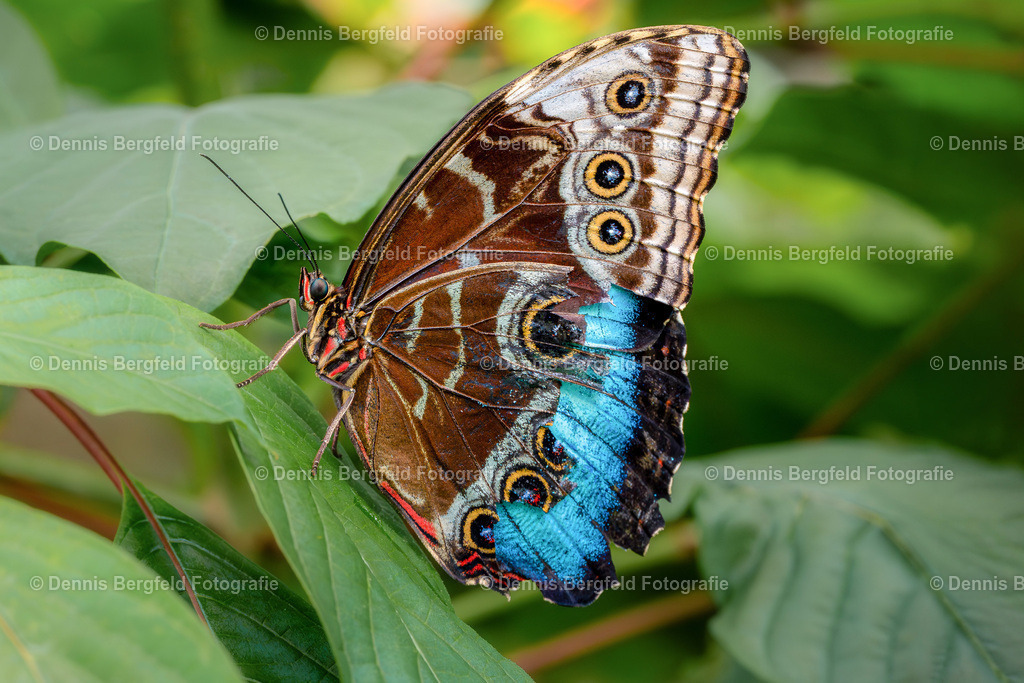 Schmetterling 3 | Entdecken Sie Natur, Makro und Tierfotografie von Dennis Bergfeld.Besondere Momente und Details der Natur, hochwertig als Foto und Wandbild erhältlich. - Realisiert mit Pictrs.com