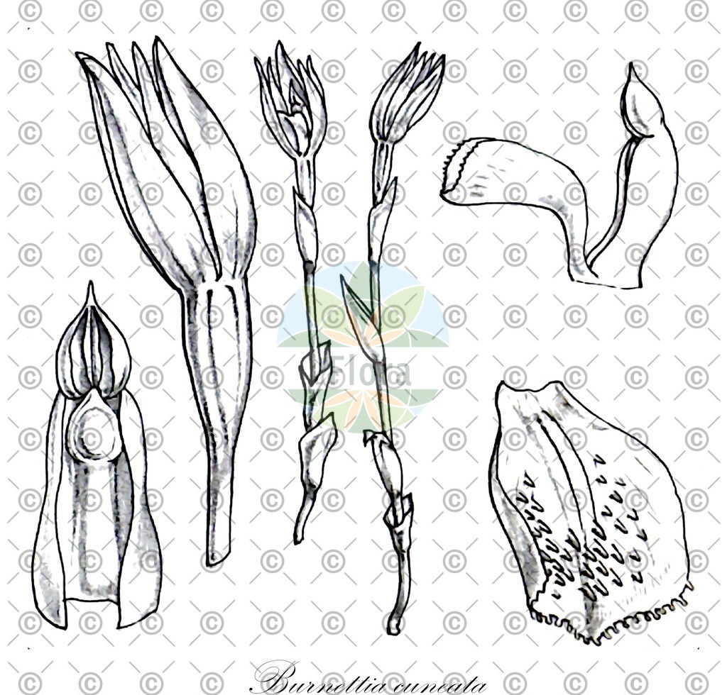 HistAbb_wfo-0000576092_1_ENZY_Simple | Historische Abbildung von Burnettia cuneata - Orchidaceae | Historical Illustration of Burnettia cuneata - Orchidaceae