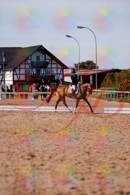 2026_10_03_Siefer-Hof_131908_Z81_67938934 | Professionelle Reitsport-, Turnier- und Eventfotografie von Robert Broda. Galerien mit ausgewählten und bearbeiteten Bildern direkt online ansehen und bestellen.