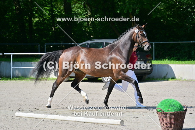 05_Zermonie von Zaccorado Blue - Discar_879_3630 | Björn Schroeder Pferdefotografie