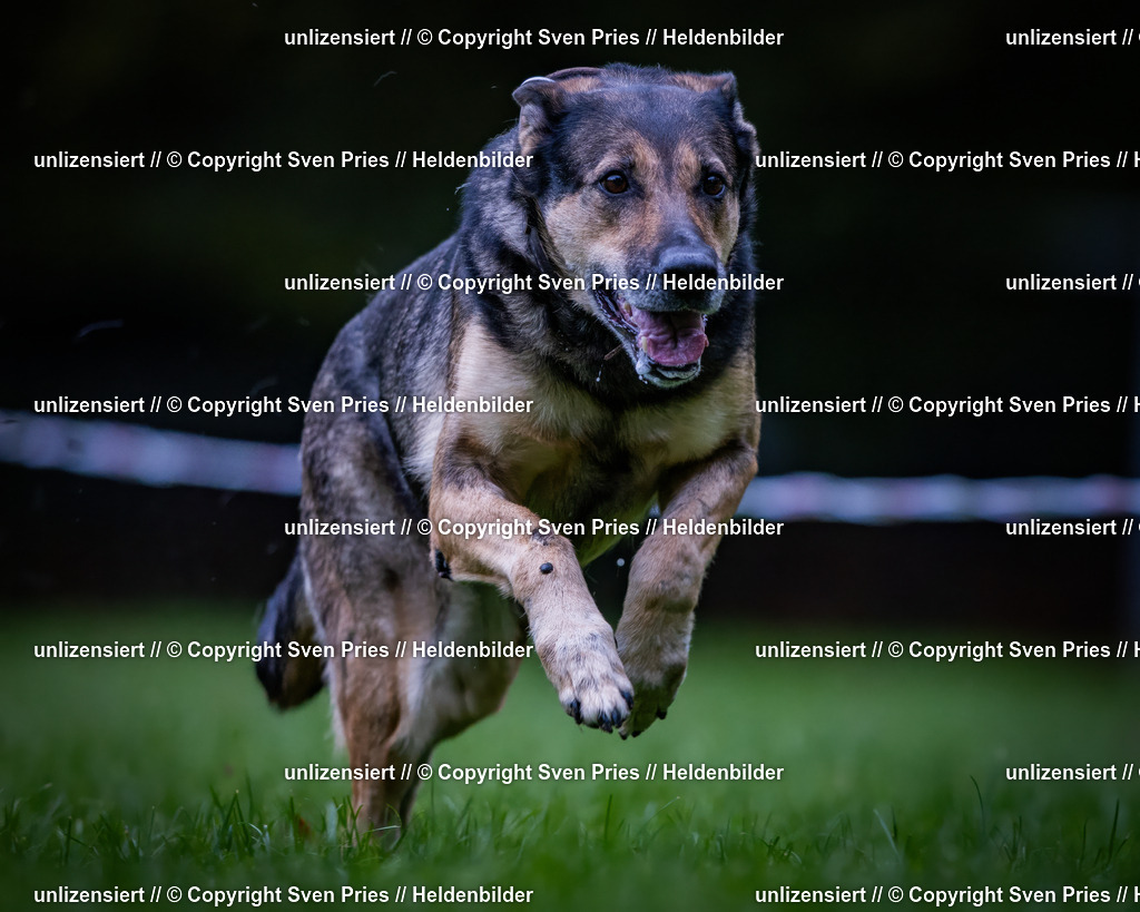 Sven Pries | 2024-10-19 - Hunderennen Ober-Grombach - Realisiert mit Pictrs.com