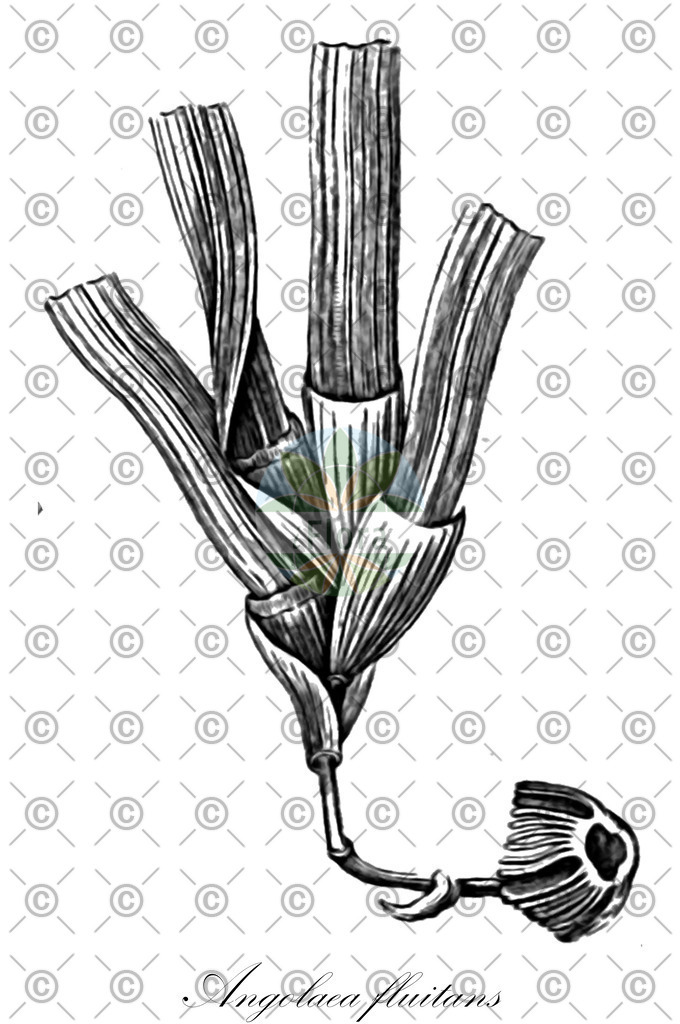 HistAbb_wfo-0000536542_184_ENZY_Simple | Historische Abbildung von Angolaea fluitans - Podostemaceae | Historical Illustration of Angolaea fluitans - Podostemaceae