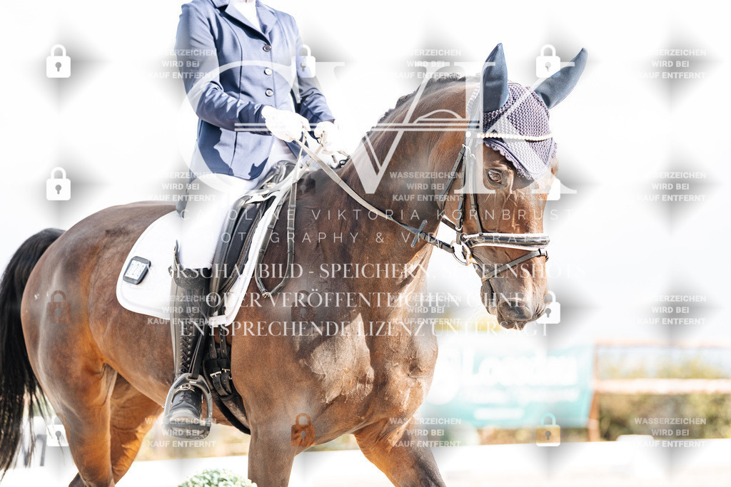 CK901466 | Turnierfotografie Pferdefotografie Trier Rheinland-Pfalz Pferdesport Reitsport Tierfotografie Sportfotografie Pferdevideo Pferdevideografie Equestrianvideography equestrianphotography  - Realisiert mit Pictrs.com