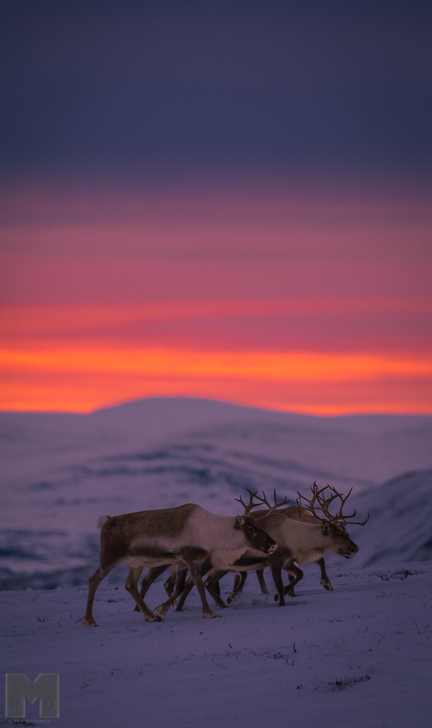 Rentiere | Landschafts- und Tierfotografie zu allen Jahreszeiten. Und immer die Schönheit des Lichtes im Auge... - Realisiert mit Pictrs.com