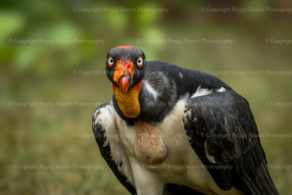 Königsgeier (13) | PeggyRaschPhotography - Realisiert mit Pictrs.com